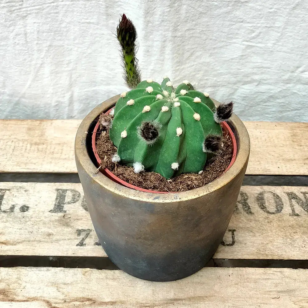 Cactus Echinopsis oxygona, cactus decorativ cu flori mari spectaculoase roz