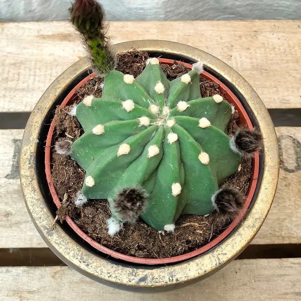 Cactus Echinopsis oxygona, cactus decorativ cu flori mari spectaculoase roz