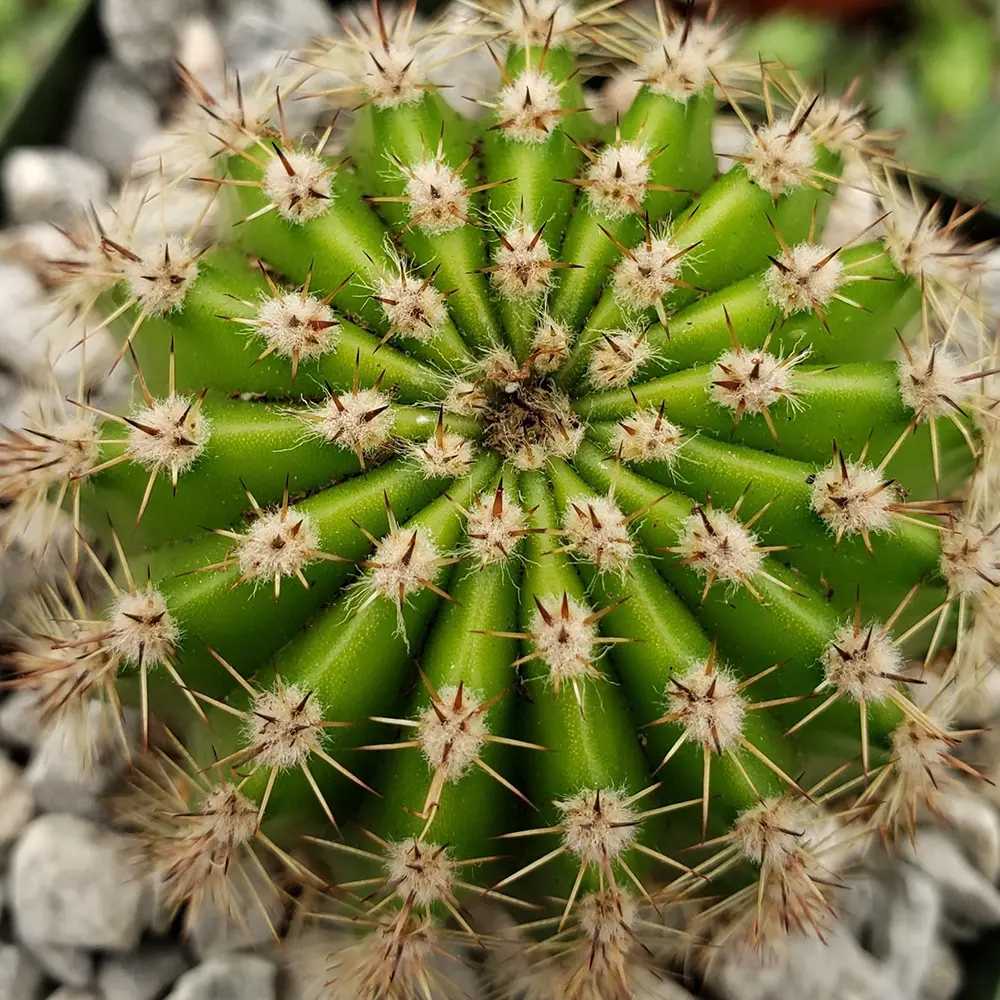 Cactus Echinopsis oxygona, cactus decorativ cu flori mari spectaculoase roz