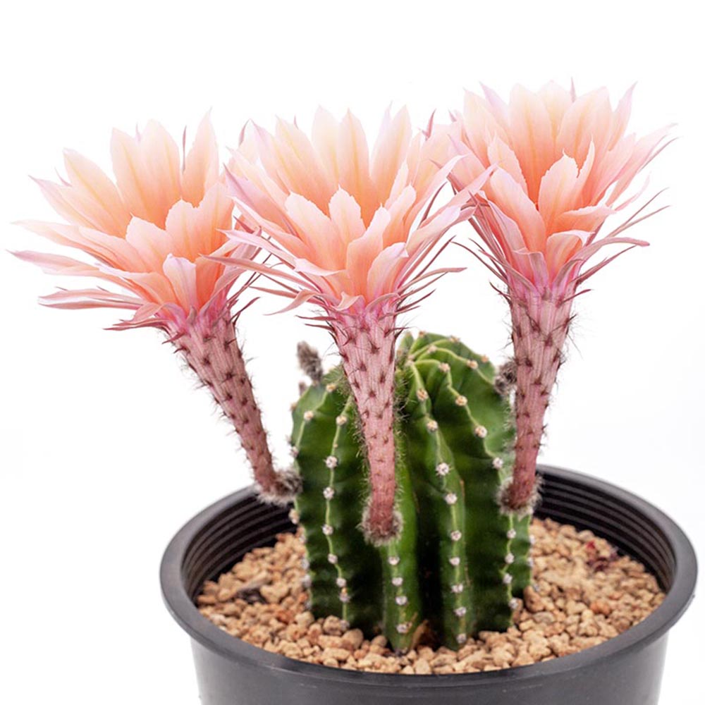 Cactus Echinopsis oxygona, cactus decorativ cu flori mari spectaculoase roz