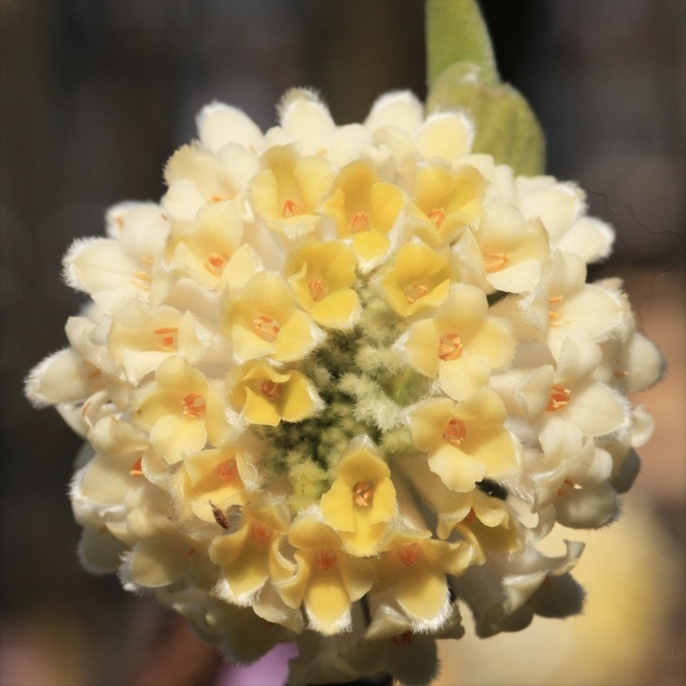 Arbust de hartie Edgeworthia Grandiflora Tip Copac, flori galbene extrem de parfumate, infloreste in iarna, rezistent la frig
