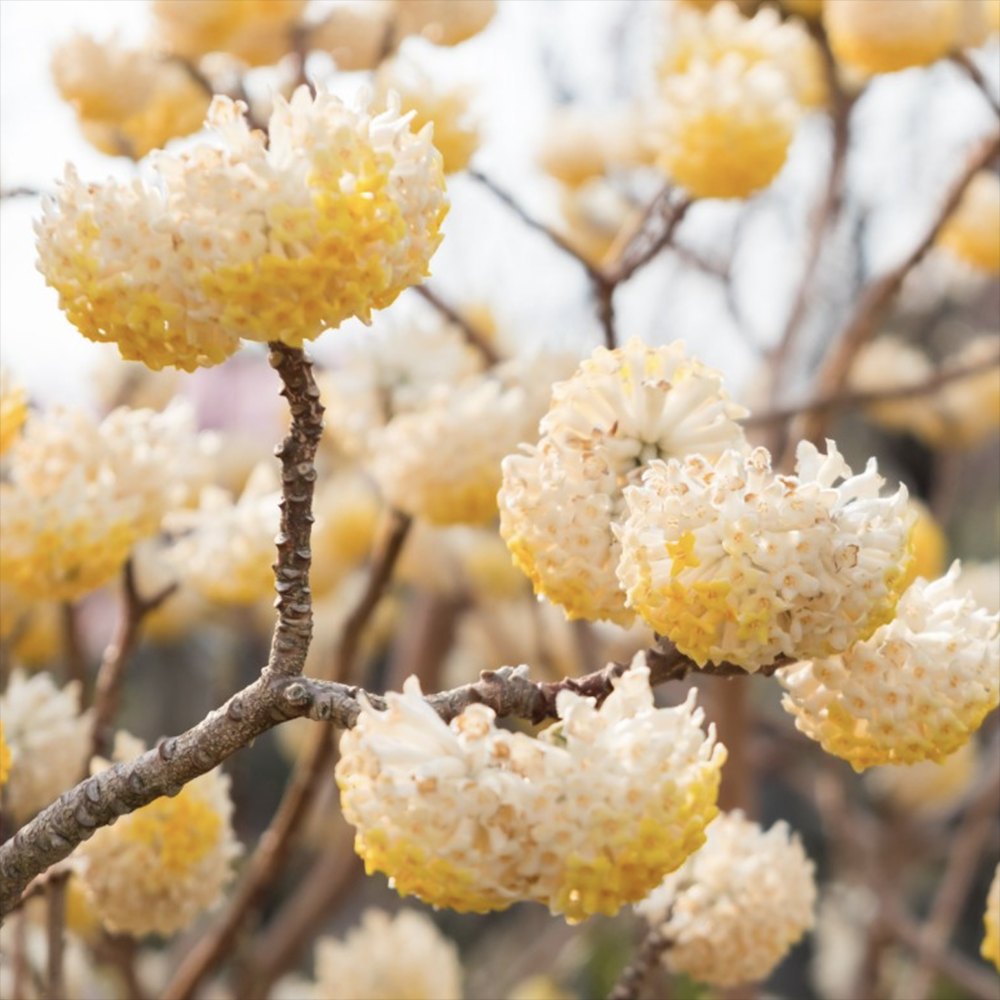 Arbust de hartie Edgeworthia Grandiflora Tip Copac, flori galbene extrem de parfumate, infloreste in iarna, rezistent la frig