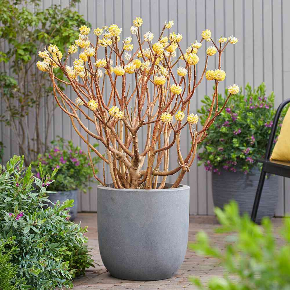 Arbust de hartie Edgeworthia Grandiflora Tip Copac, flori galbene extrem de parfumate, infloreste in iarna, rezistent la frig