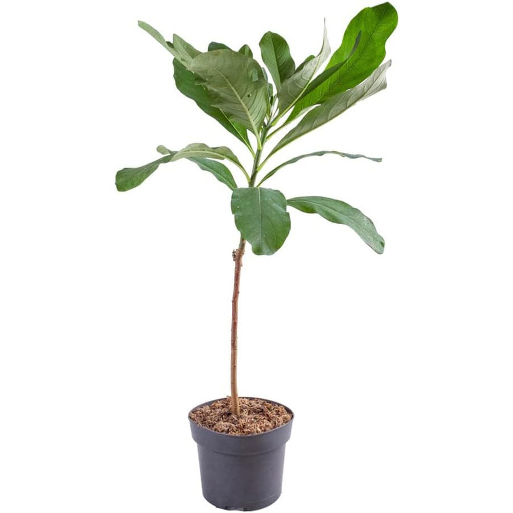 Arbust de hartie Edgeworthia Grandiflora Tip Copac, flori galbene extrem de parfumate, infloreste in iarna, rezistent la frig