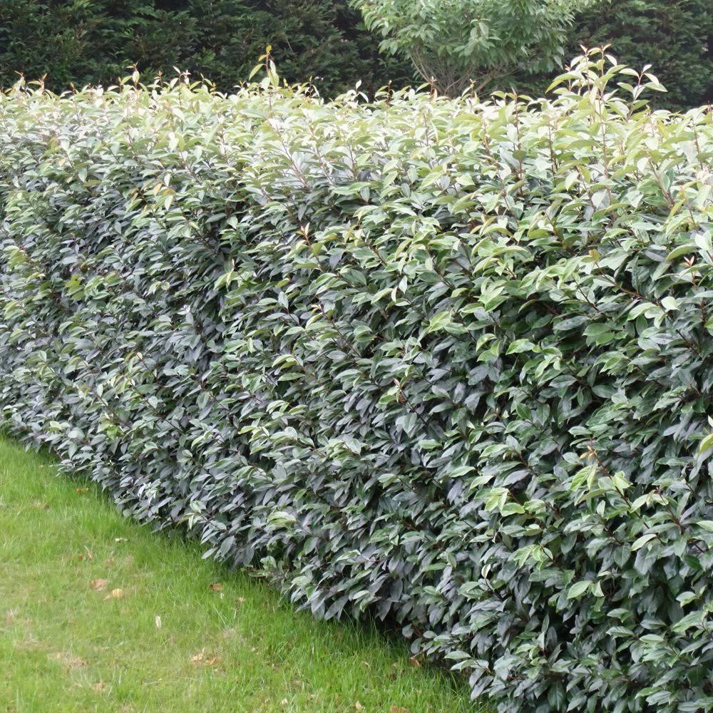 Salcie mirositoare (Elaeagnus ebbingei) Compacta, arbust vesnic verde decorativ, frunzis verde-argintiu, gard viu rezistent si compact