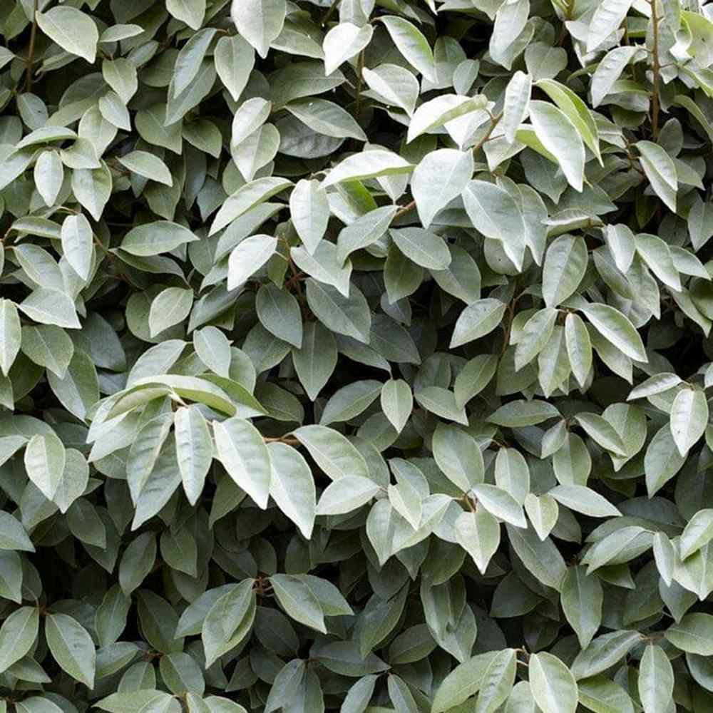 Elaeagnus ebbingei Compacta, arbust vesnic verde decorativ, frunzis verde-argintiu, gard viu rezistent si compact