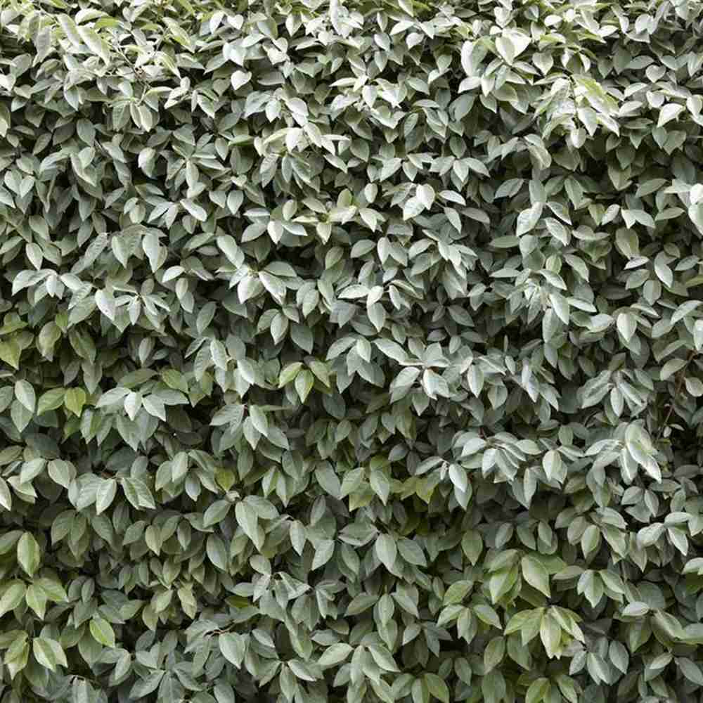 Elaeagnus ebbingei Compacta, arbust vesnic verde decorativ, frunzis verde-argintiu, gard viu rezistent si compact