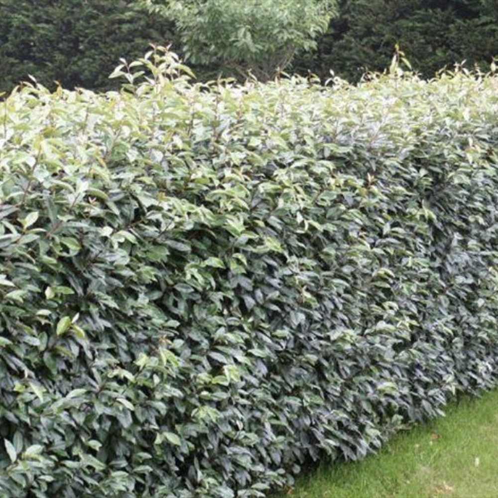 Elaeagnus ebbingei Compacta, arbust vesnic verde decorativ, frunzis verde-argintiu, gard viu rezistent si compact