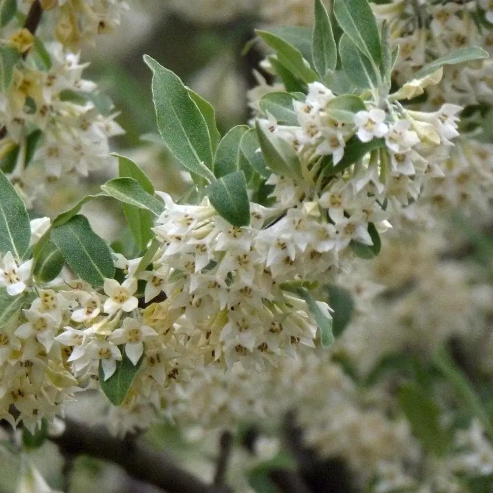 Elaeagnus ebbingei Compacta, arbust vesnic verde decorativ, frunzis verde-argintiu, gard viu rezistent si compact