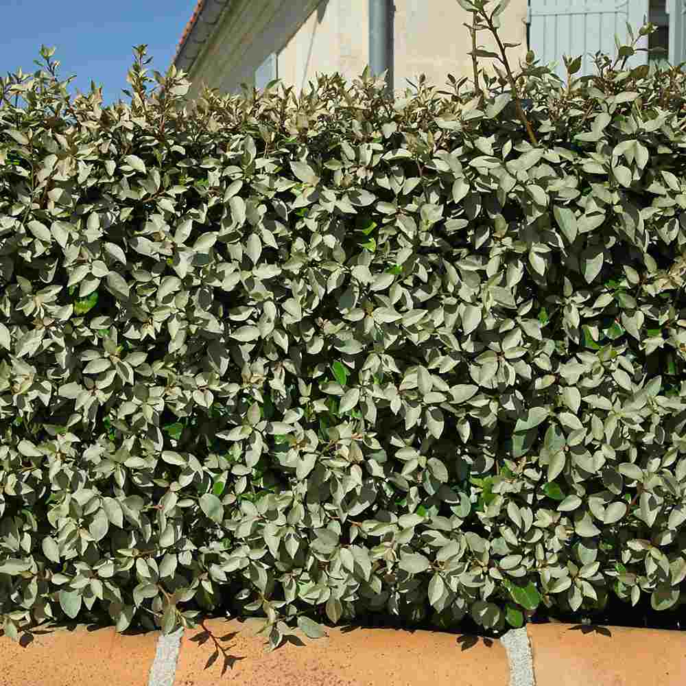 Elaeagnus ebbingei Compacta, arbust vesnic verde decorativ, frunzis verde-argintiu, gard viu rezistent si compact