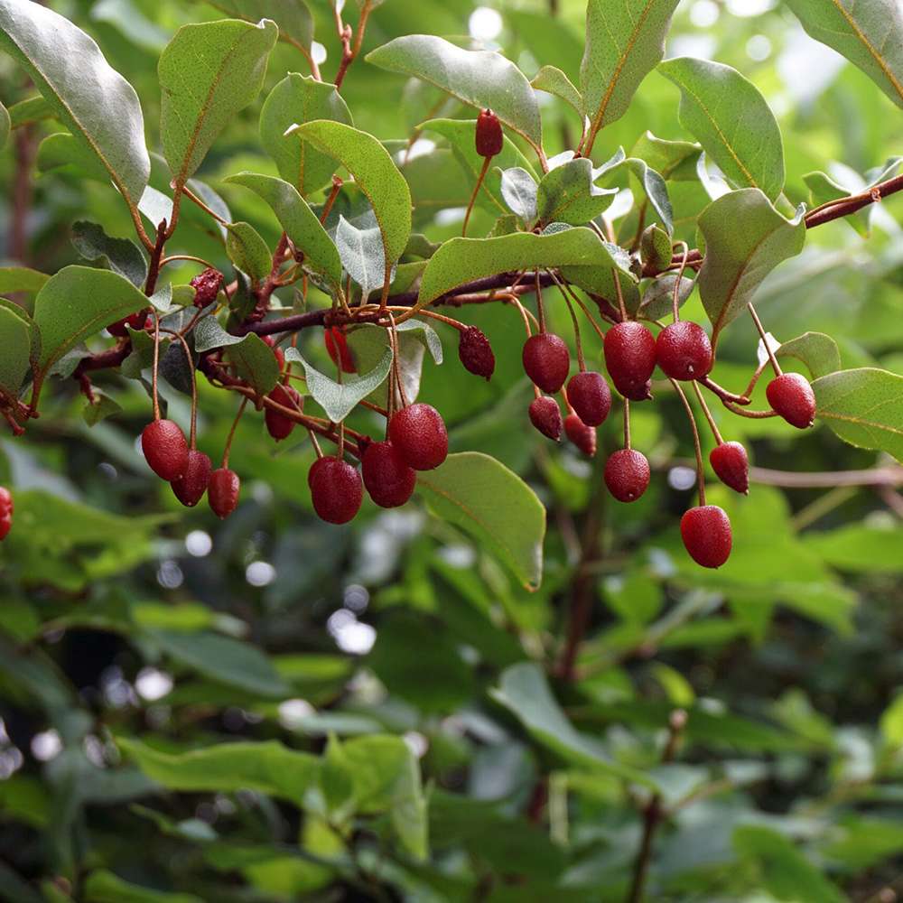 Elaeagnus ebbingei Compacta, arbust vesnic verde decorativ, frunzis verde-argintiu, gard viu rezistent si compact