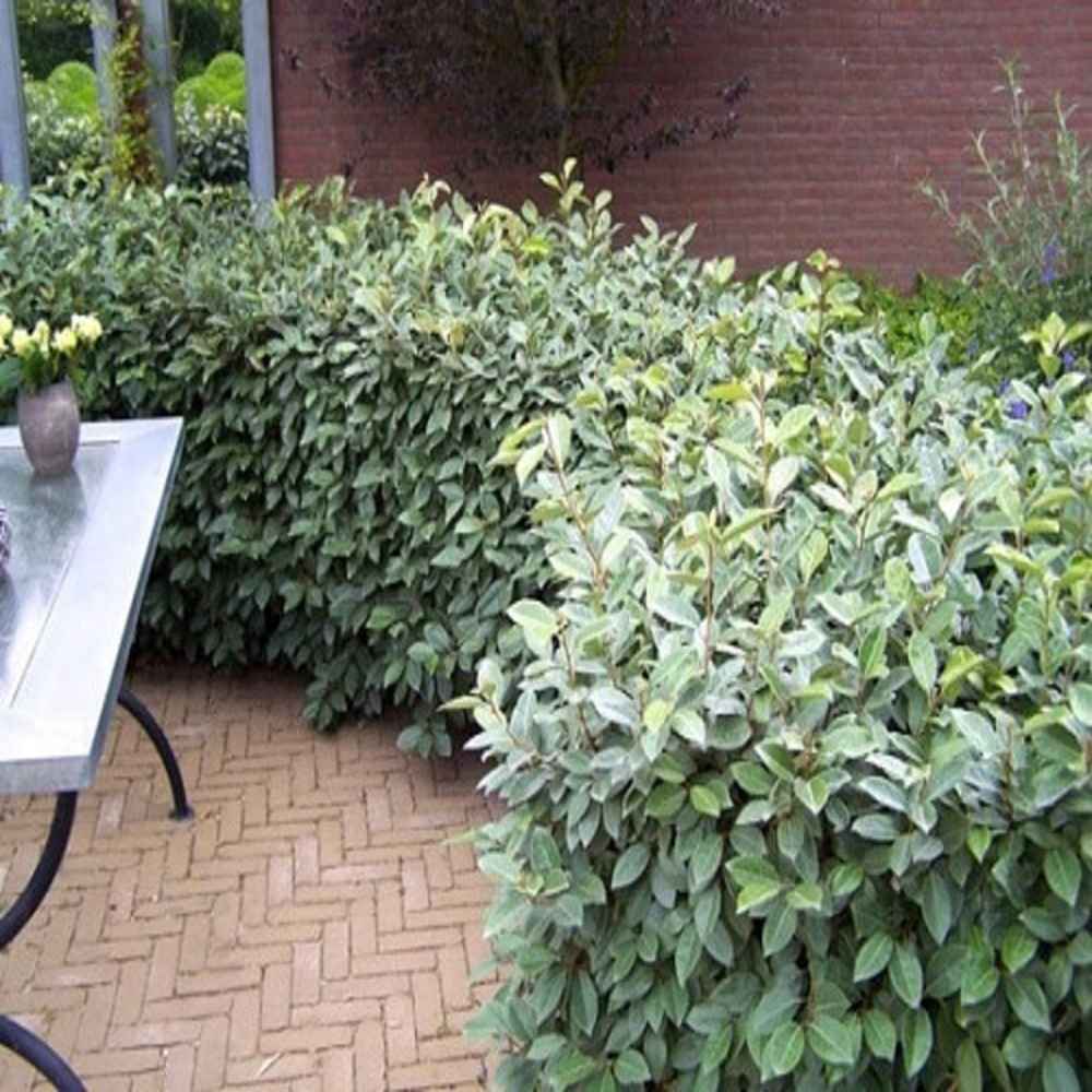 Elaeagnus ebbingei Compacta, arbust vesnic verde decorativ, frunzis verde-argintiu, gard viu rezistent si compact