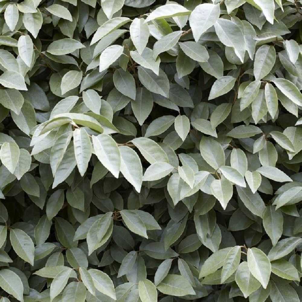 Elaeagnus ebbingei Compacta, arbust vesnic verde decorativ, frunzis verde-argintiu, gard viu rezistent si compact