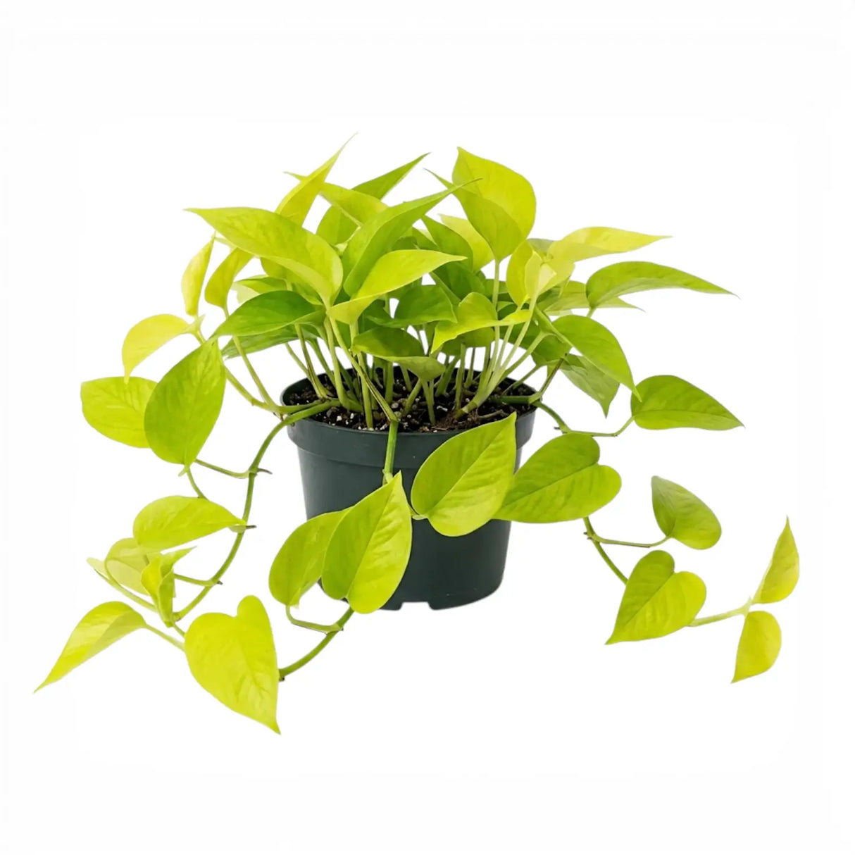 Epipremnum Golden Pothos Neon, planta de interior curgatoare cu frunze verde lime - 25 cm
