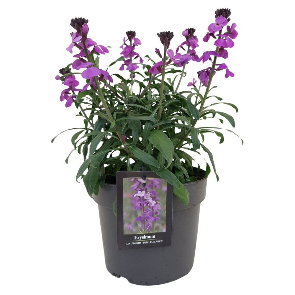 Erysimum Bowles Mauve, planta perena decorativa, flori mov, inflorire lunga