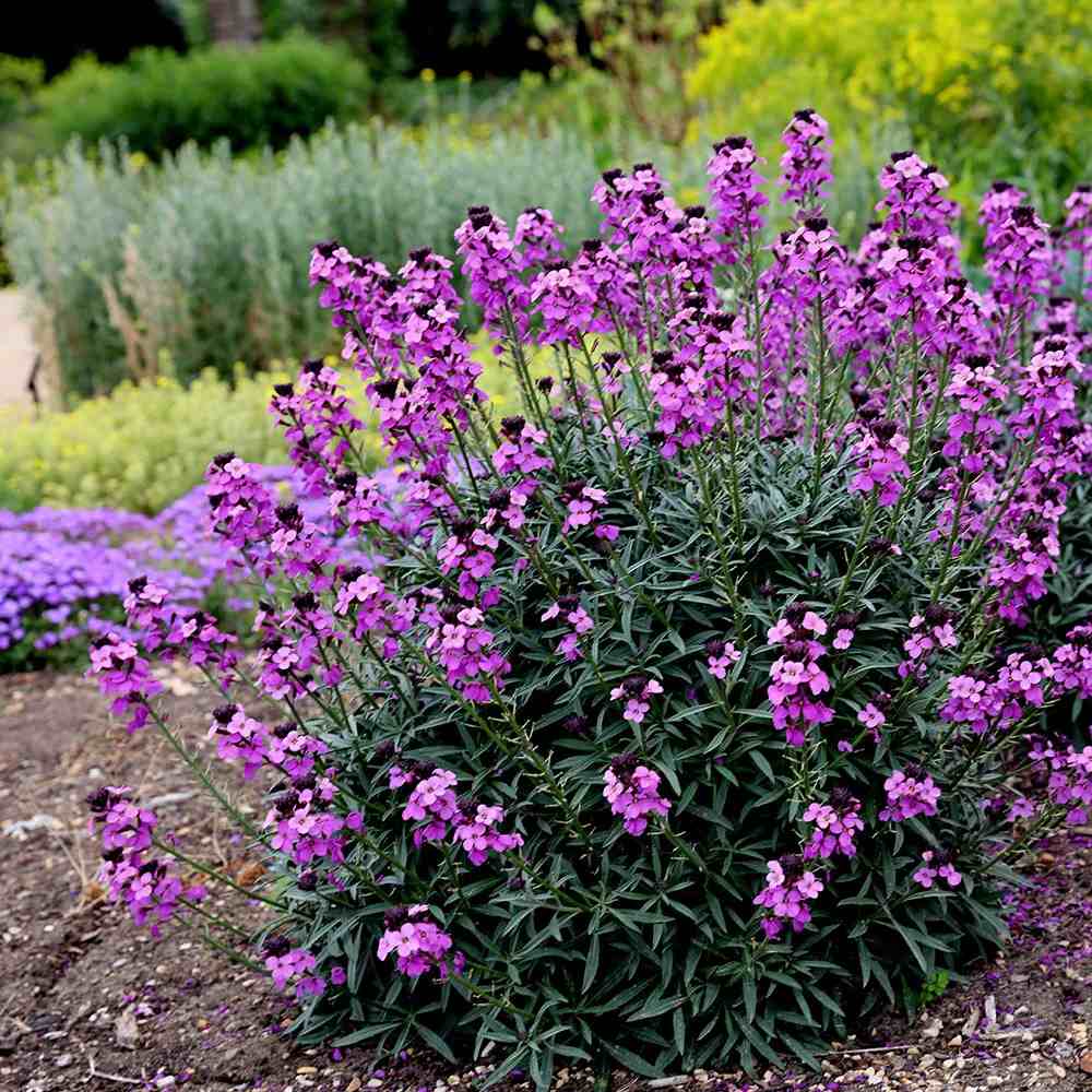 Erysimum Bowles Mauve, planta perena decorativa, flori mov, inflorire lunga