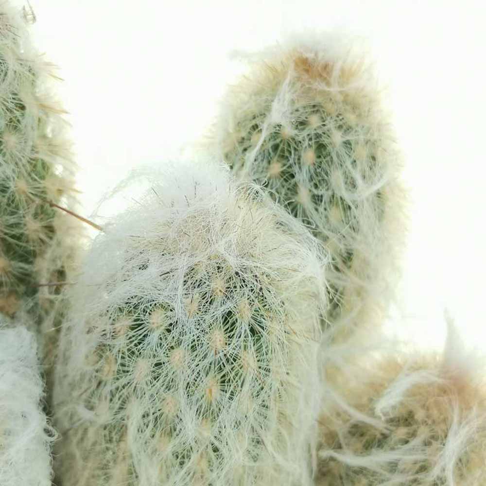 Cactus Alb Omul Batran Lanos Espostoa lanata, 15-20 cm, cu aspect pufos si usor de ingrijit