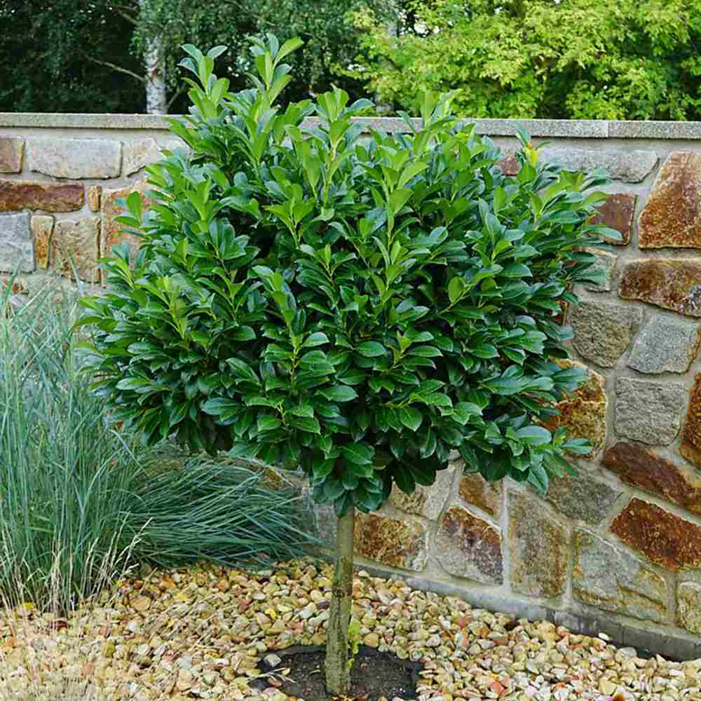 Laur Englezesc Etna (Laurocires) Copacel, vesnic verde pentru gradina, frunze lucioase rosiatice primavara, rezistent iarna, flori parfumate albe