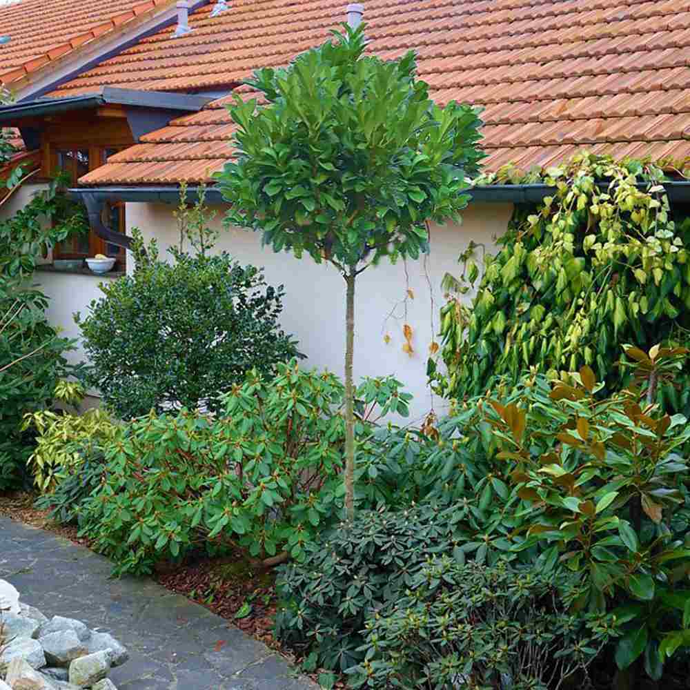 Laur Englezesc Etna (Laurocires) Copacel, vesnic verde pentru gradina, frunze lucioase rosiatice primavara, rezistent iarna, flori parfumate albe