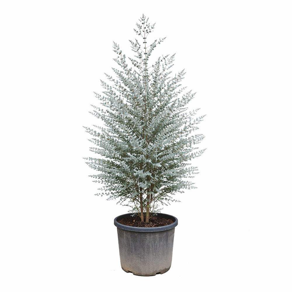 Eucalipt Batran Gunnii Azur, vesnic verde cu frunzis albastru-argintiu, cu parfum proaspat, rezistent la ger cu frunze parfumate - 190/200 cm