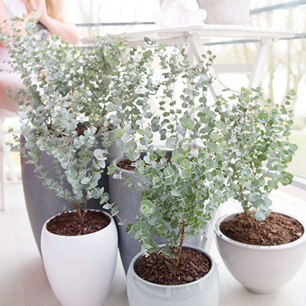 Eucalipt Gunnii Azur, vesnic verde cu frunzis albastru-argintiu, cu parfum proaspat, rezistent la ger cu frunze parfumate