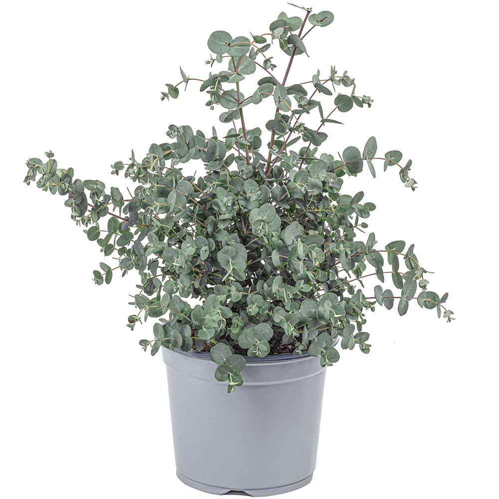 Eucalipt Gunnii Azur, vesnic verde cu frunzis albastru-argintiu, cu parfum proaspat, rezistent la ger cu frunze parfumate