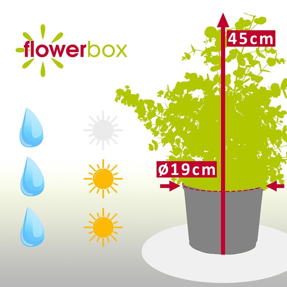 Eucalipt Gunnii Azur, vesnic verde cu frunzis albastru-argintiu, cu parfum proaspat, rezistent la ger cu frunze parfumate