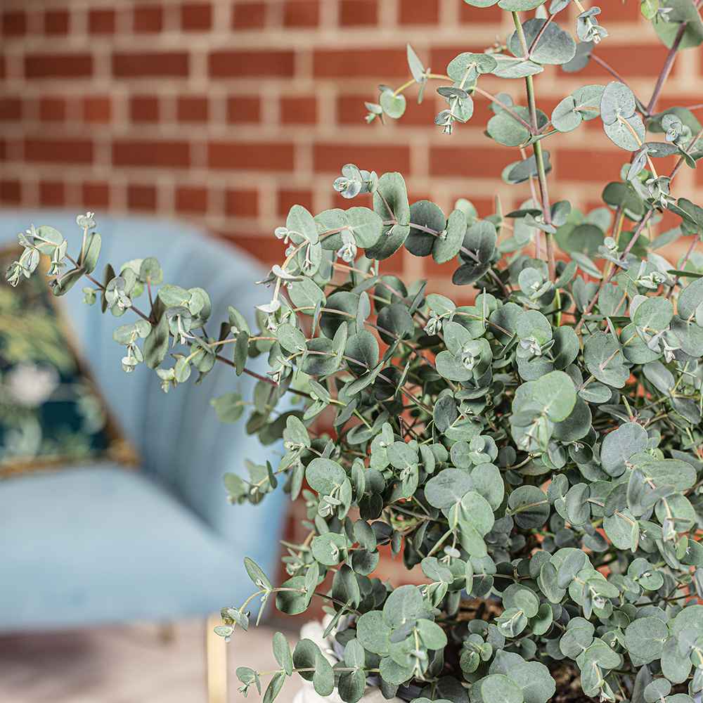 Eucalipt Gunnii Azur, vesnic verde cu frunzis albastru-argintiu, cu parfum proaspat, rezistent la ger cu frunze parfumate