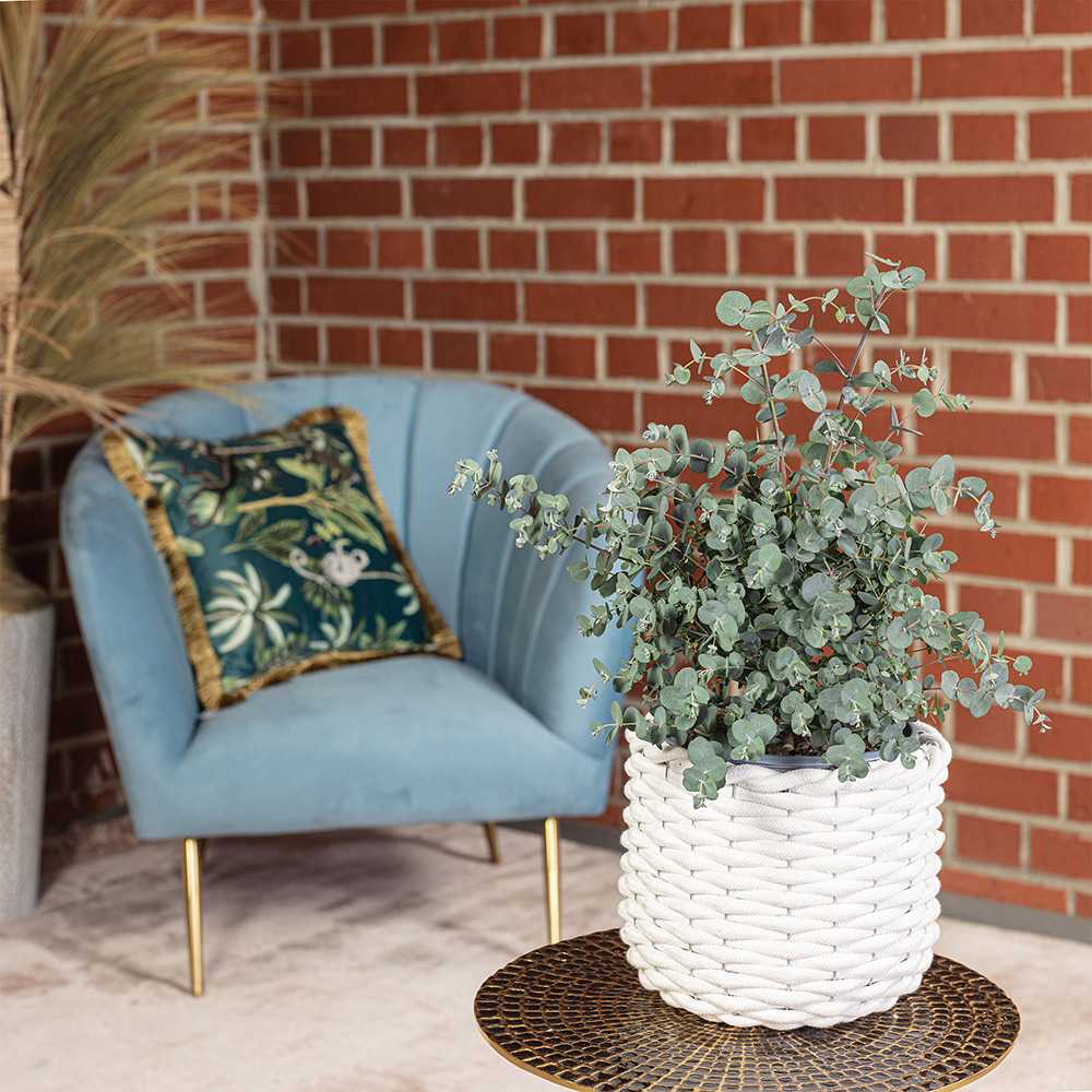 Eucalipt Gunnii Azur, vesnic verde cu frunzis albastru-argintiu, cu parfum proaspat, rezistent la ger cu frunze parfumate