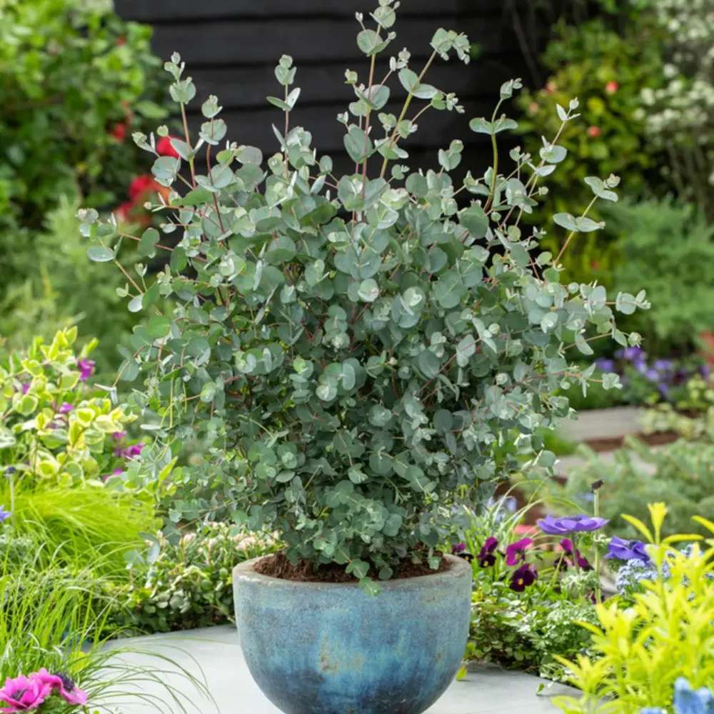 Eucalipt Gunnii Azur, vesnic verde cu frunzis albastru-argintiu, cu parfum proaspat, rezistent la ger cu frunze parfumate