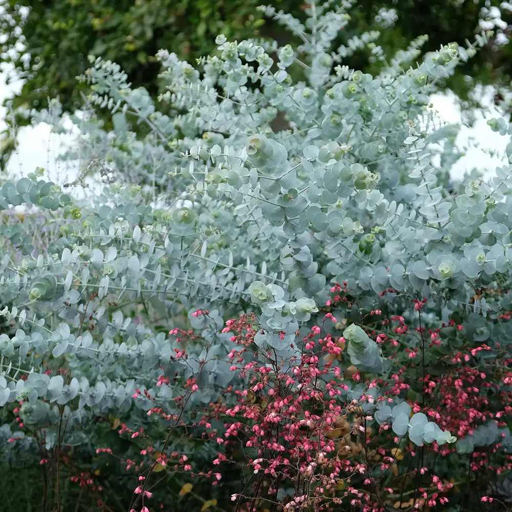 Eucalyptus cinerea Silver Dollar, frunze argintiu vesnic verde, parfumat si crestere rapida