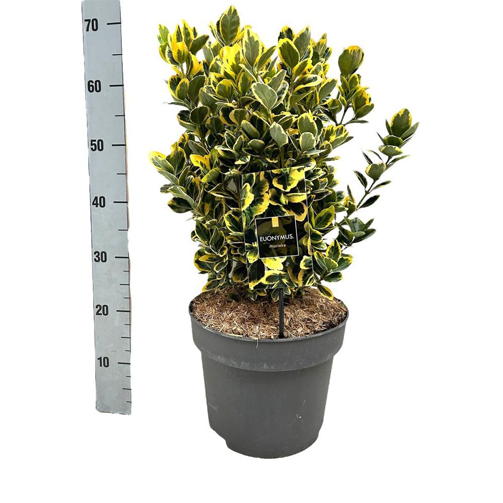 Salba Japoneza Euonimus Marieke, arbust decorativ frunze galben-verzui vesnic verde pentru gard viu sau ghiveci
