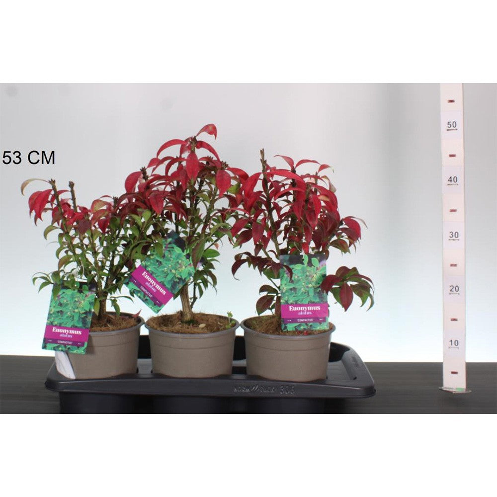 Fus Inaripat (Euonimus Alatus Compactus), arbust decorativ cu frunzis rosu intens si fructe roz-toamna