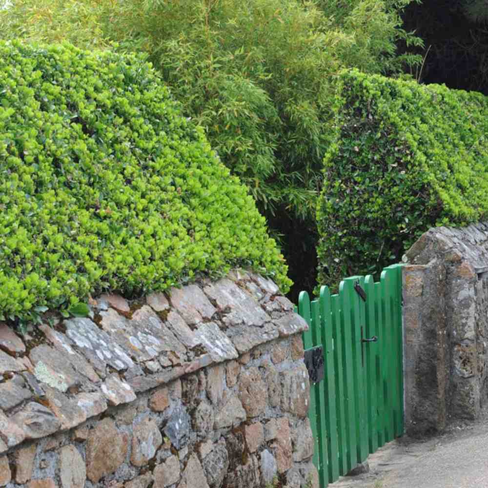 Salba Japoneza Euonimus Japonicus, arbust decorativ vesnic verde pentru gard viu si borduri