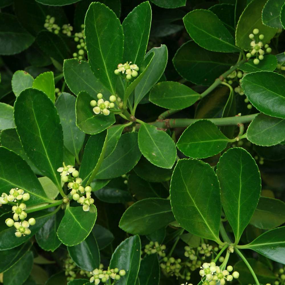 Salba Japoneza Euonimus Japonicus, arbust decorativ vesnic verde pentru gard viu si borduri