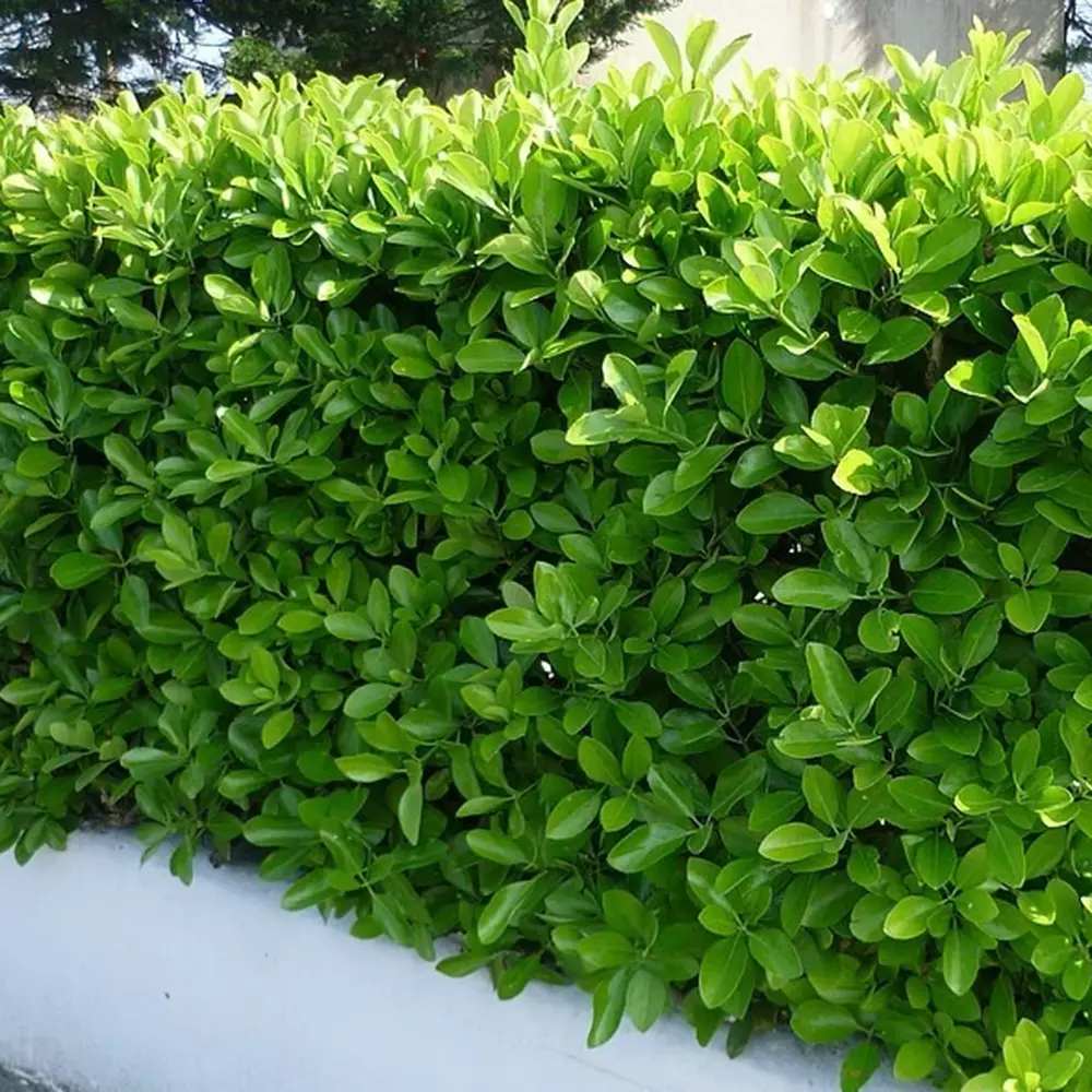 Salba Japoneza Euonimus Japonicus, arbust decorativ vesnic verde pentru gard viu si borduri