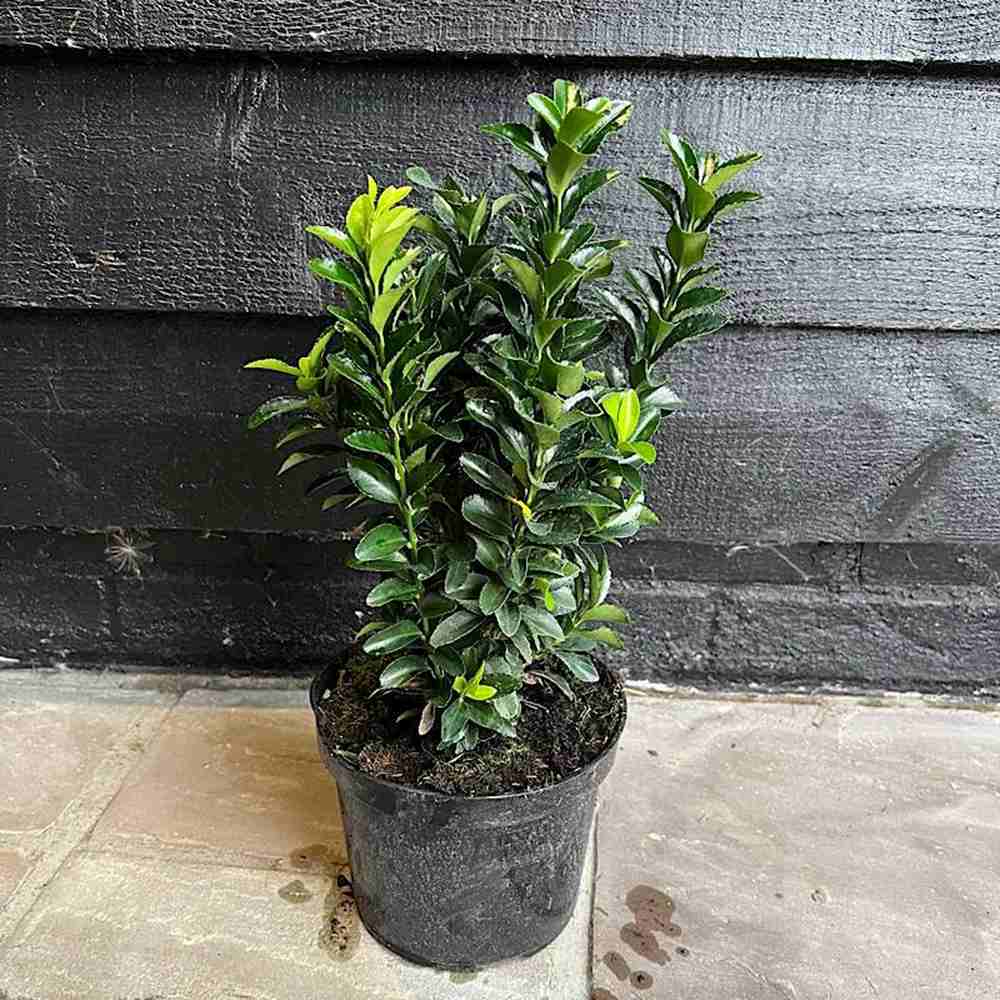 Salba Japoneza Euonimus Japonicus, arbust decorativ vesnic verde pentru gard viu si borduri