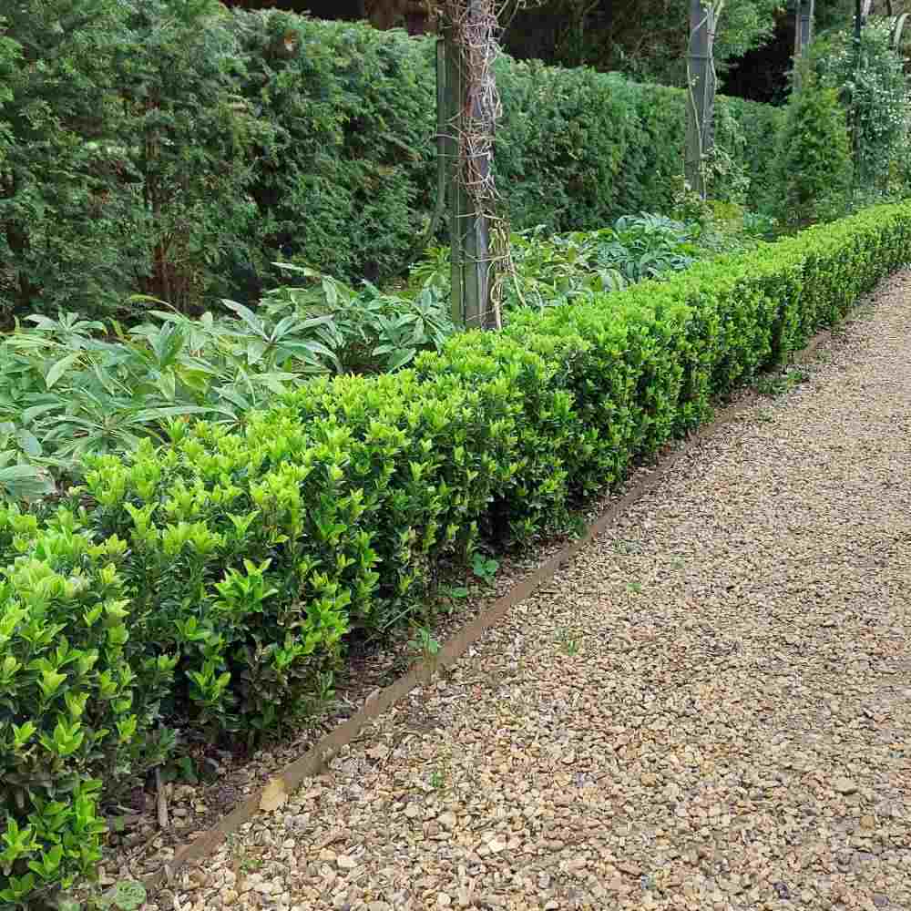 Salba Japoneza Euonimus Japonicus, arbust decorativ vesnic verde pentru gard viu si borduri