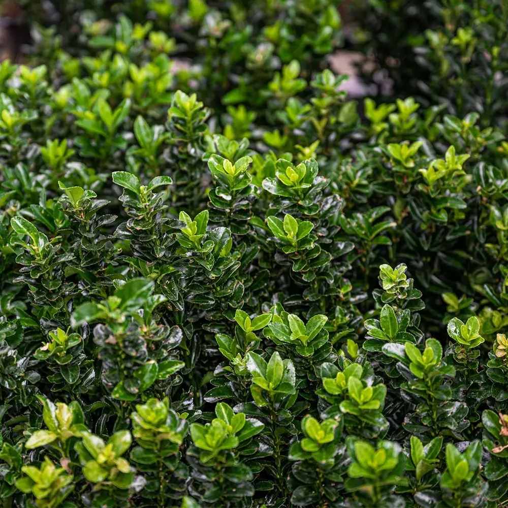 Salba Japoneza Euonimus Japonicus, arbust decorativ vesnic verde pentru gard viu si borduri