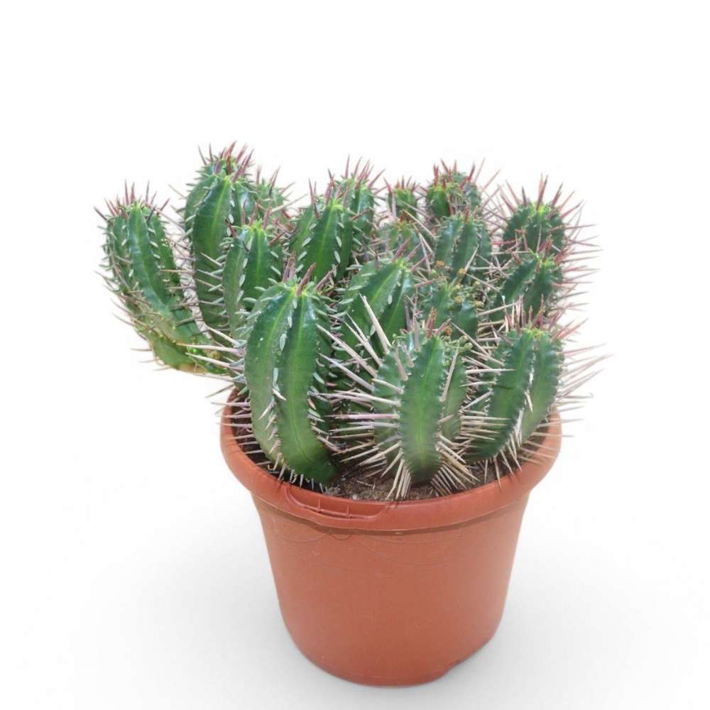 Cactus Euphorbia Ferox, planta suculenta de interior cu spini decorativi si intretinere usoara - 10-15 cm