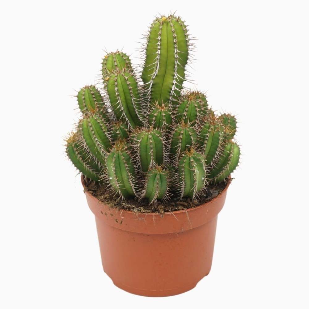 Cactus Peruvianus Fruticosa (Euphorbia), 50 cm, planta decor exotica, usor de ingrijit