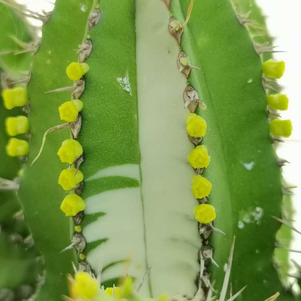 Cactus Peruvianus Fruticosa (Euphorbia), 50 cm, planta decor exotica, usor de ingrijit