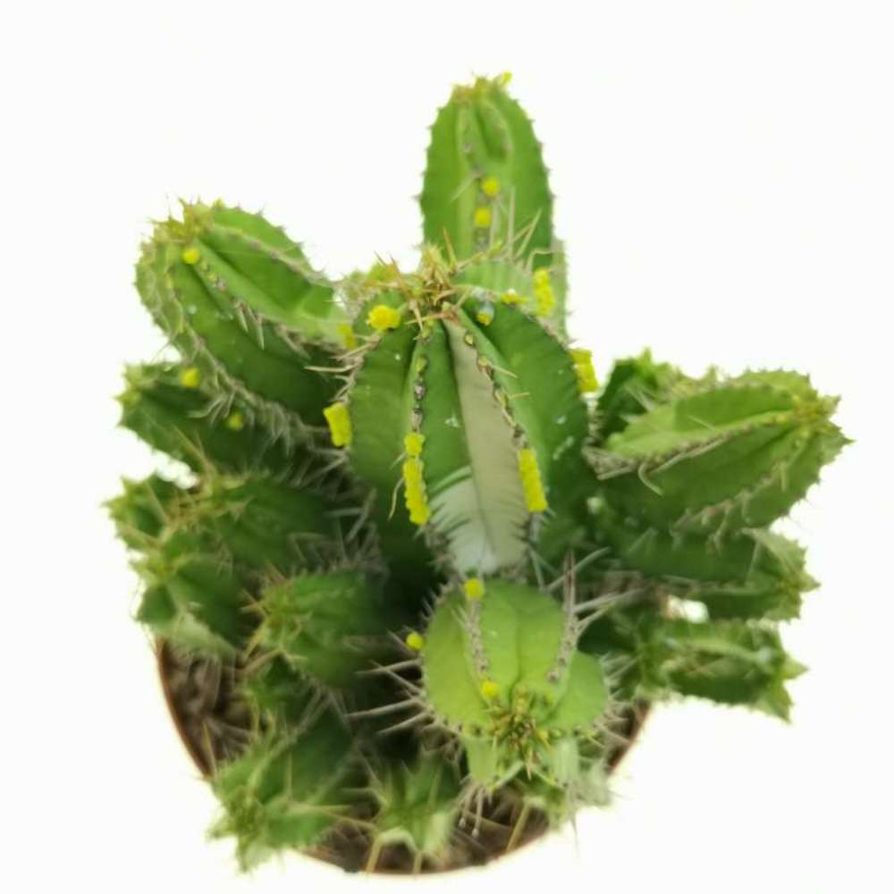 Cactus Peruvianus Fruticosa (Euphorbia), 50 cm, planta decor exotica, usor de ingrijit