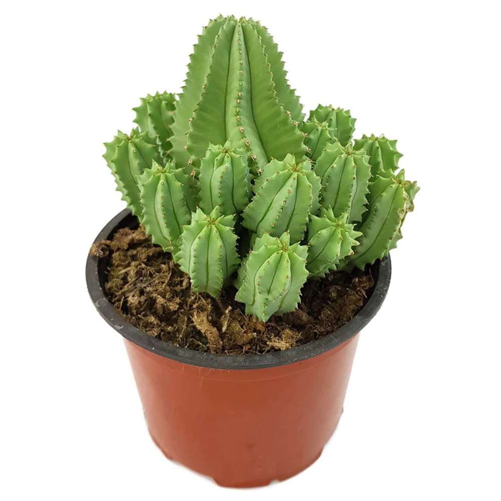 Cactus Peruvianus Fruticosa (Euphorbia), 50 cm, planta decor exotica, usor de ingrijit
