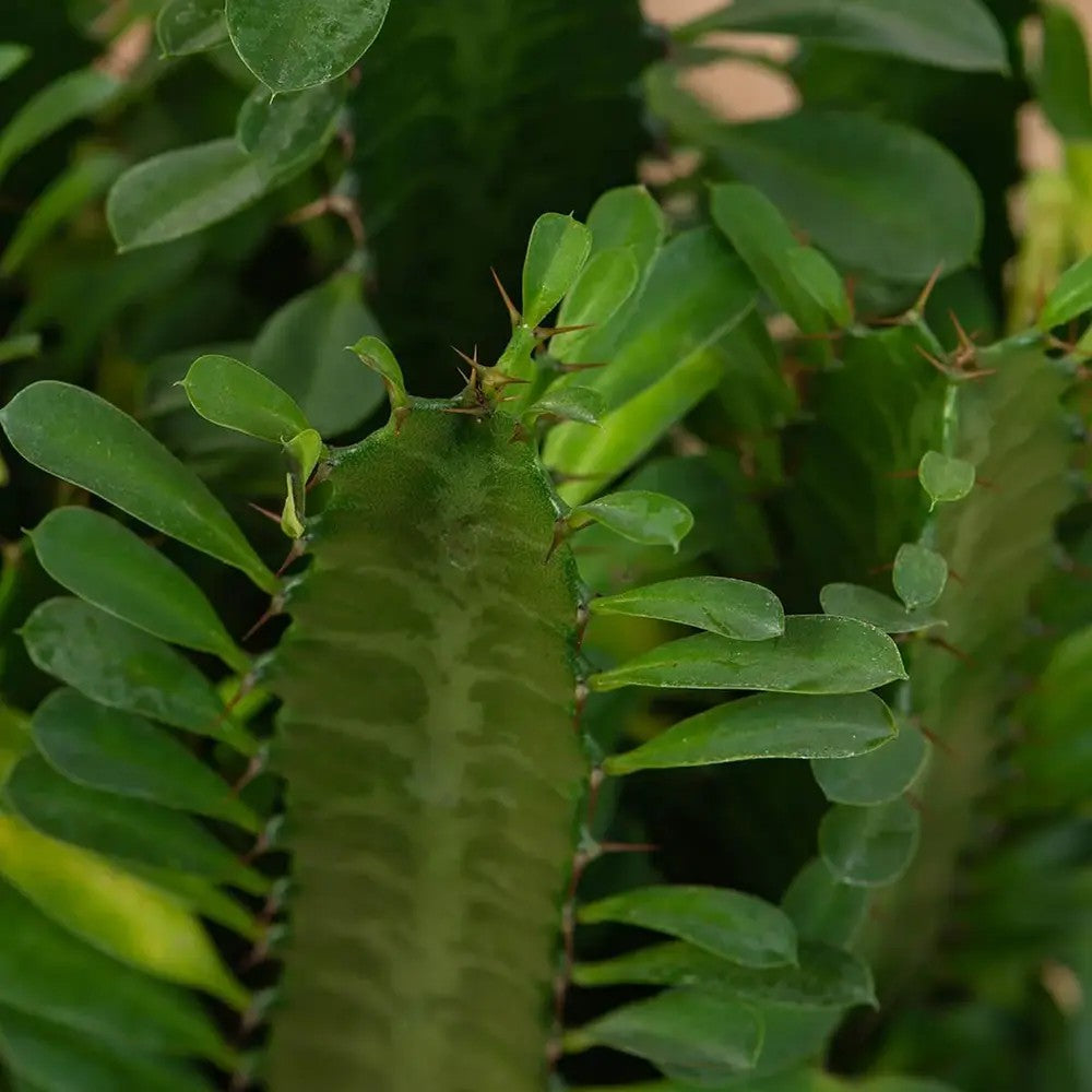 Cactus Candelabru African Trigona, planta suculenta, aspect sculptural, fara spini, usor de ingrijit - 25 cm