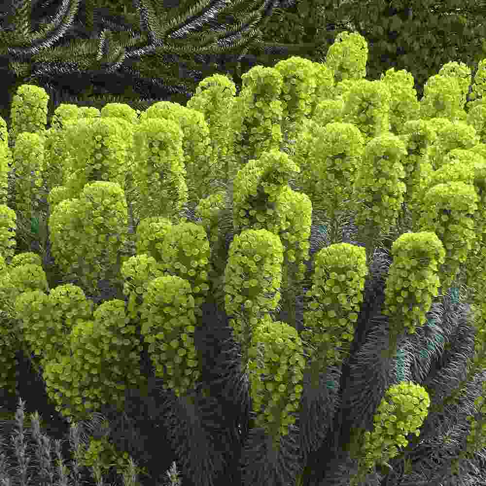 Euphorbia characias wulfenii, planta decorativa vesnic verde galben-albastrui, rezistenta seceta