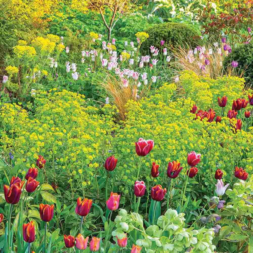 Euphorbia characias wulfenii, planta decorativa vesnic verde galben-albastrui, rezistenta seceta