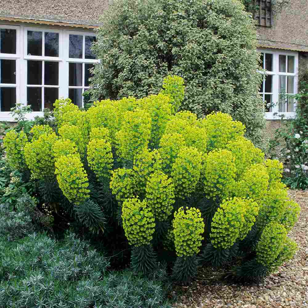 Euphorbia characias wulfenii, planta decorativa vesnic verde galben-albastrui, rezistenta seceta