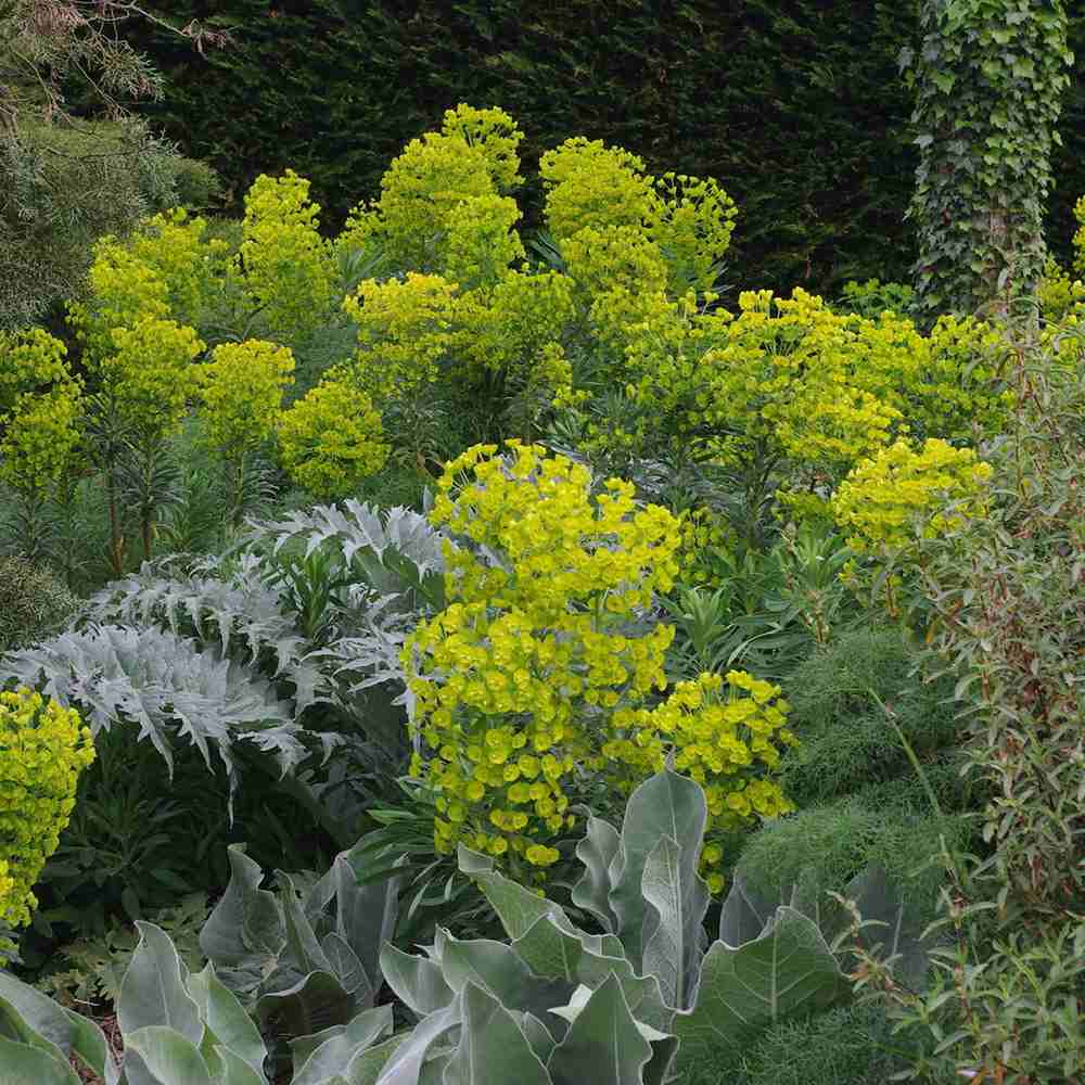 Euphorbia characias wulfenii, planta decorativa vesnic verde galben-albastrui, rezistenta seceta