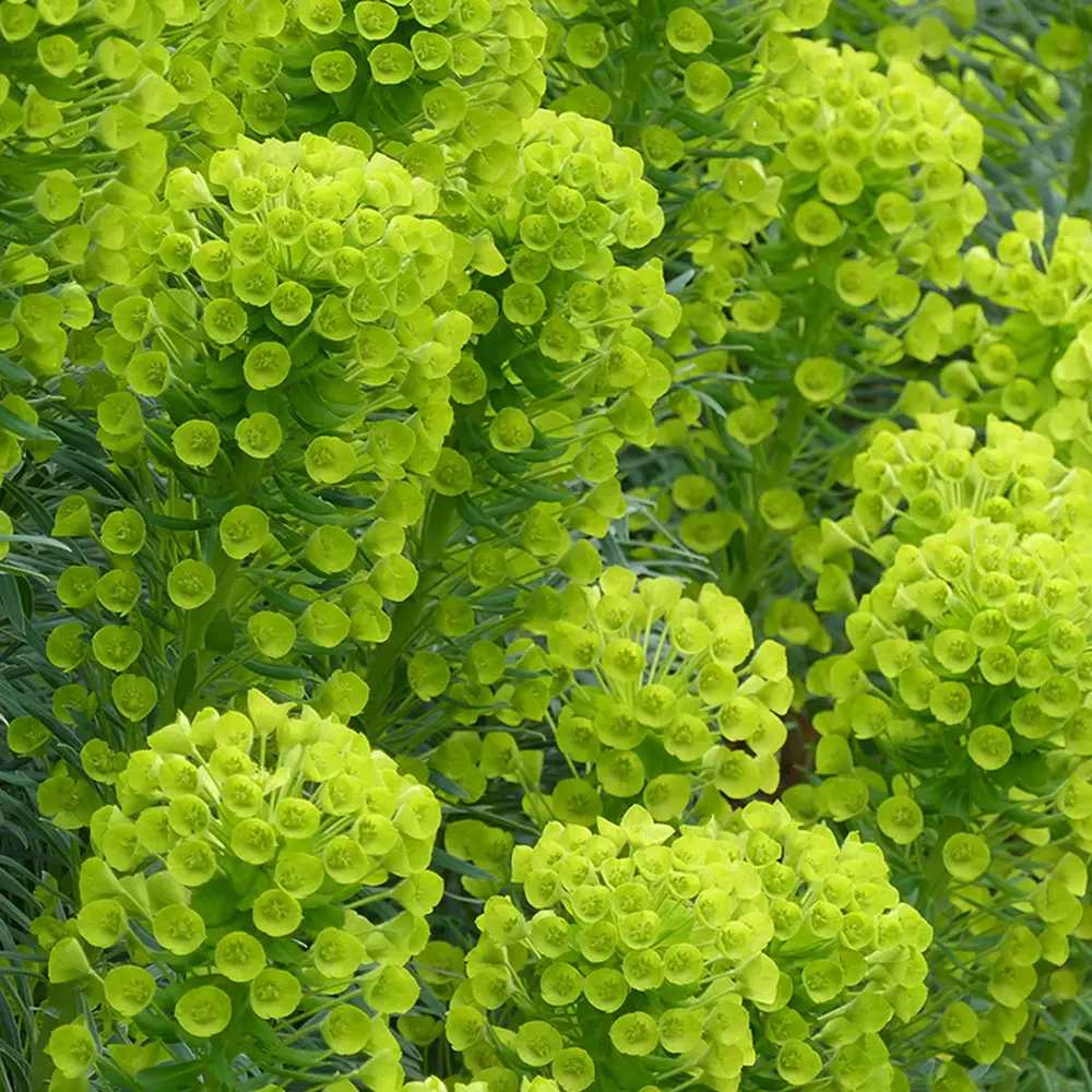 Euphorbia characias wulfenii, planta decorativa vesnic verde galben-albastrui, rezistenta seceta